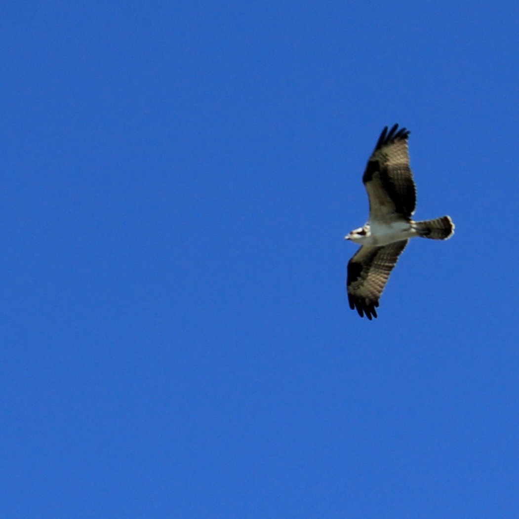 For those of us who have spent some time on Willow Creek, including many of you, we have finally received the news we've been advocating for. While at first sidestepped, it has been announced that there will in fact be a public hearing on the proposed sewage treatment lagoon up river that would dispatch directly into Willow Creek. The Creek has been taking care of us and the Lake for so long. Now it's time for us to take care of her. When the date for the hearing is announced, I'll share that here. Every voice matters on this one.