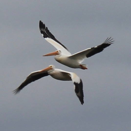 For those of us who have spent some time on Willow Creek, including many of you, we have finally received the news we've been advocating for. While at first sidestepped, it has been announced that there will in fact be a public hearing on the proposed sewage treatment lagoon up river that would dispatch directly into Willow Creek. The Creek has been taking care of us and the Lake for so long. Now it's time for us to take care of her. When the date for the hearing is announced, I'll share that here. Every voice matters on this one.